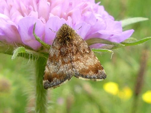 Réf. 208 964 : Panemeria tenebrata